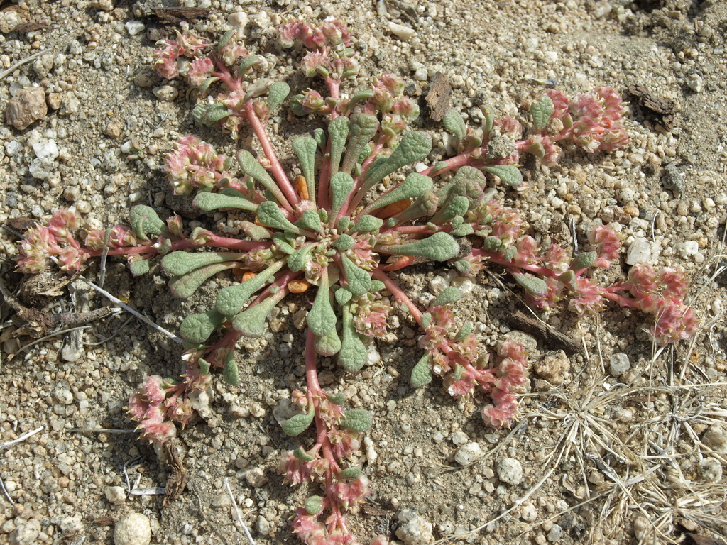 Calyptridium parryi var. hesseae (Santa cruz mountains pussypaws), native California herb