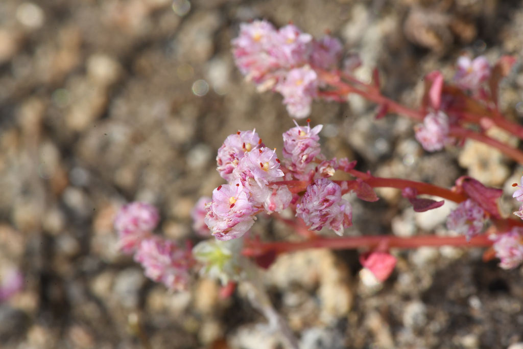 Calyptridium pulchellum (Mariposa pussypaws), native California herb
