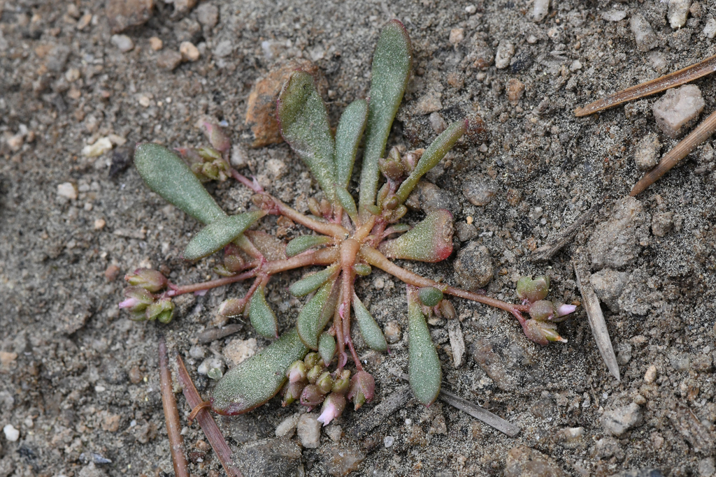 Calyptridium pygmaeum (Pygmy pussypaws), native California herb