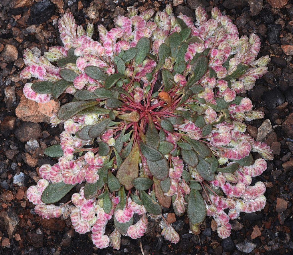 Calyptridium quadripetalum (Four-petaled pussypaws), native California herb