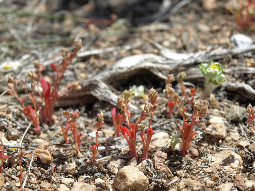 Calyptridium roseum (Rosy calyptridium), native California herb