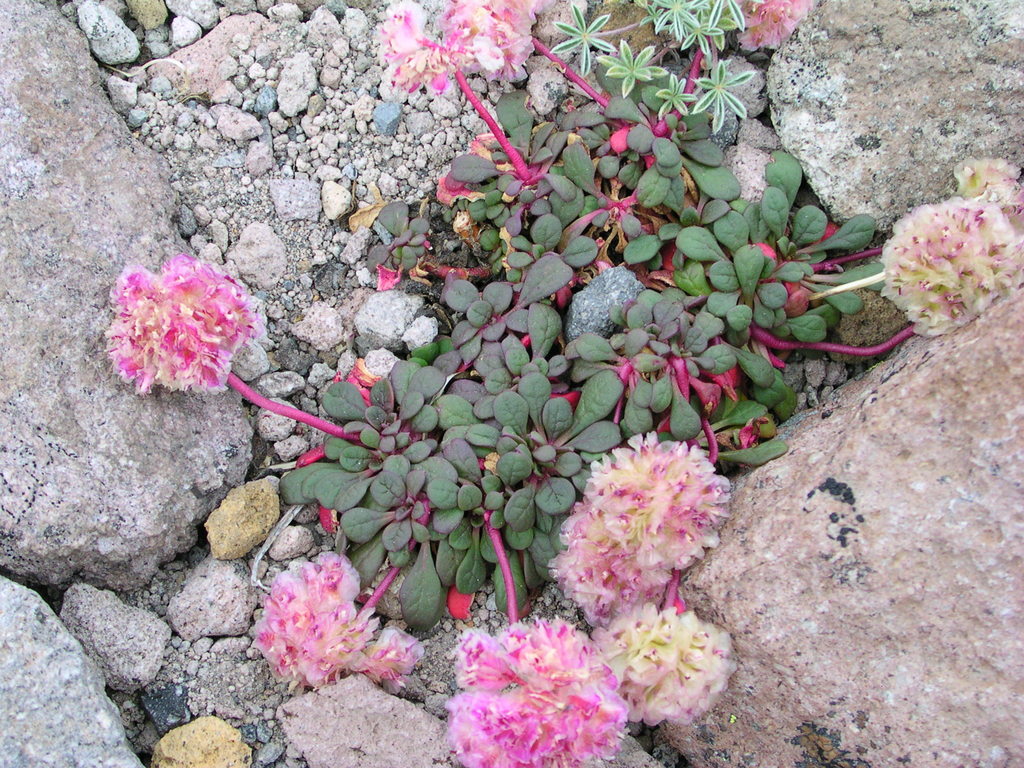 Calyptridium umbellatum (Cistanthe), native California perennial
