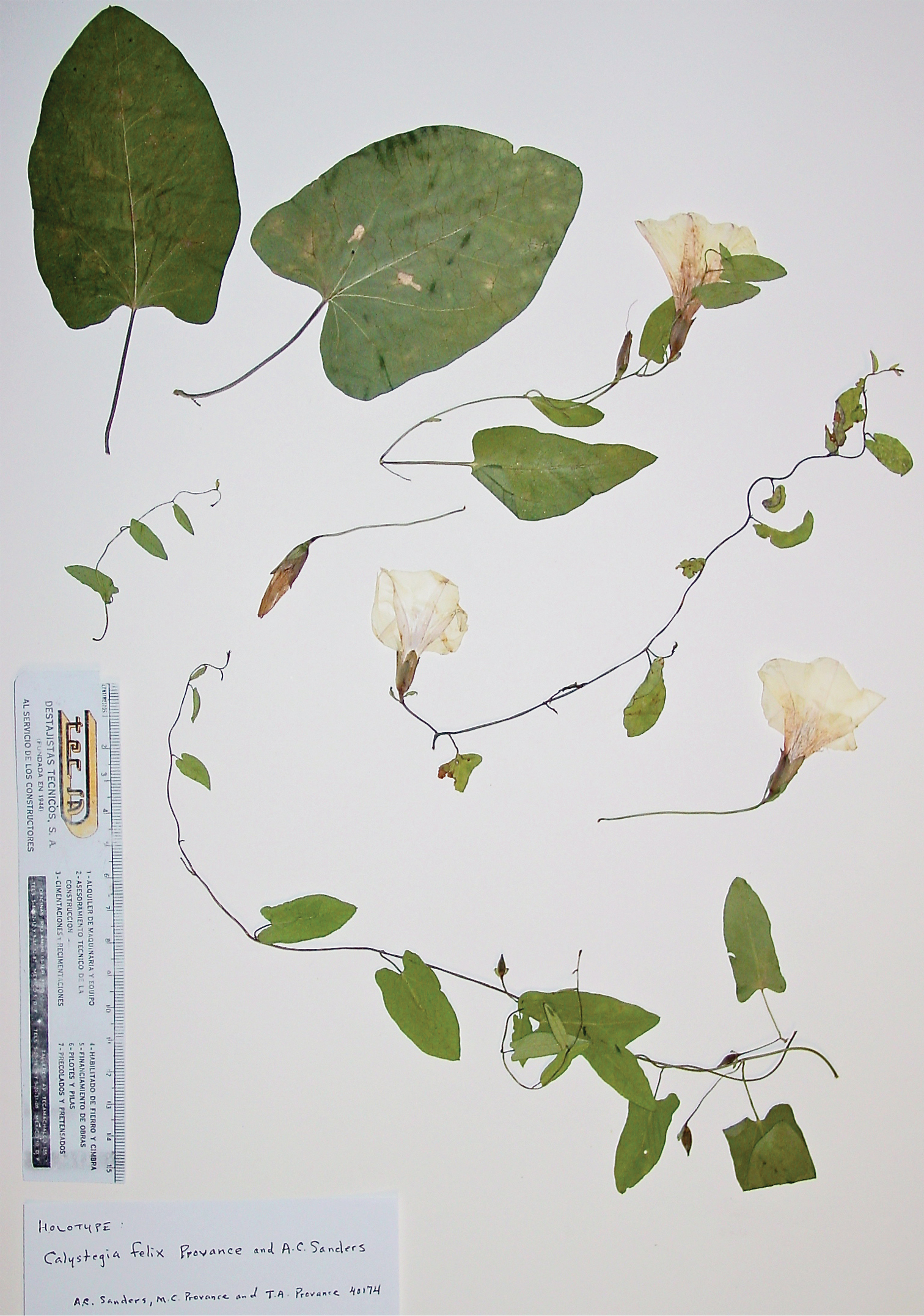 Calystegia felix (lucky morning- glory), California vine