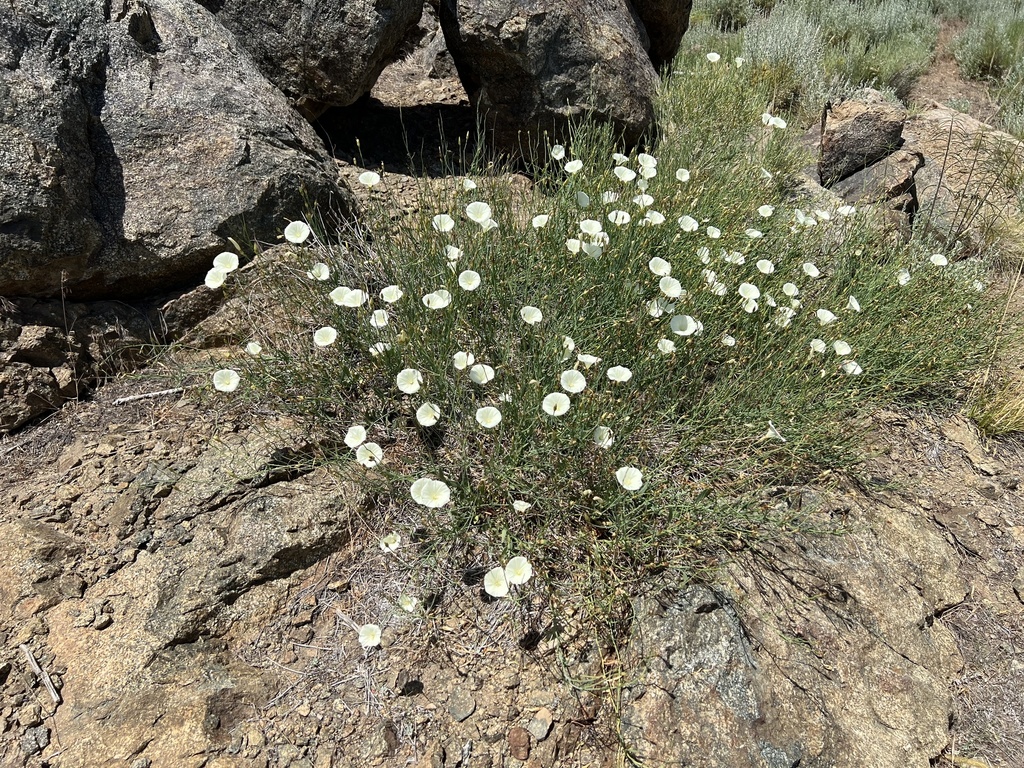 Calystegia longipes (Paiute false bindweed), native California vine