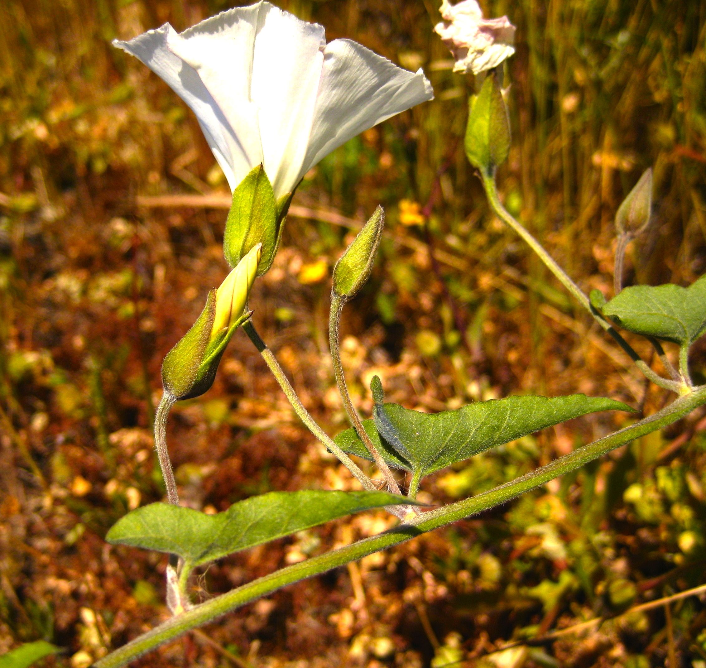 Calystegia macrostegia (Island false bindweed), native California vine