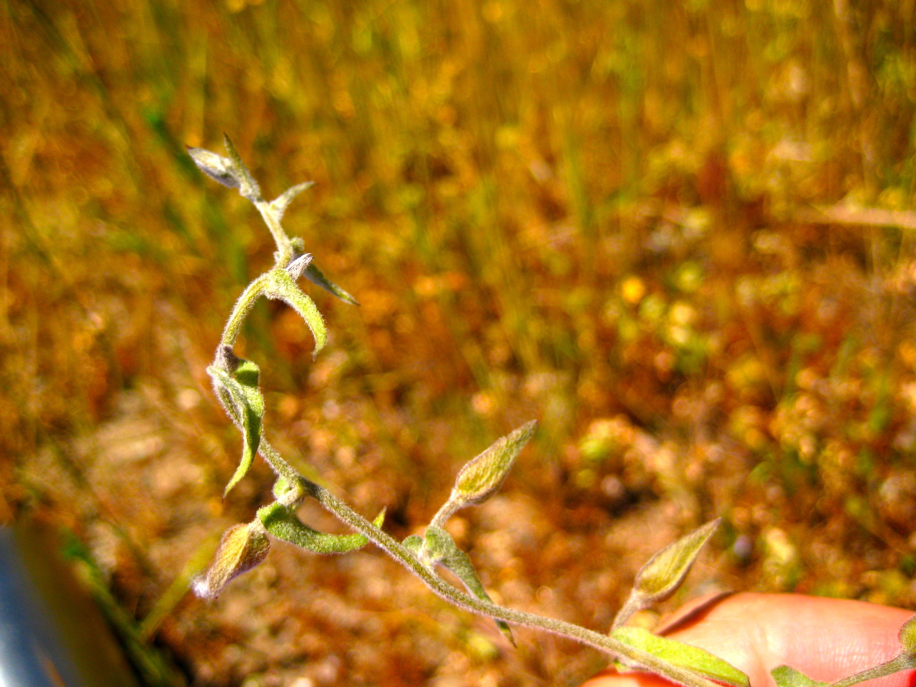 Calystegia macrostegia — parent species of Calystegia macrostegia subsp. tenuifolia