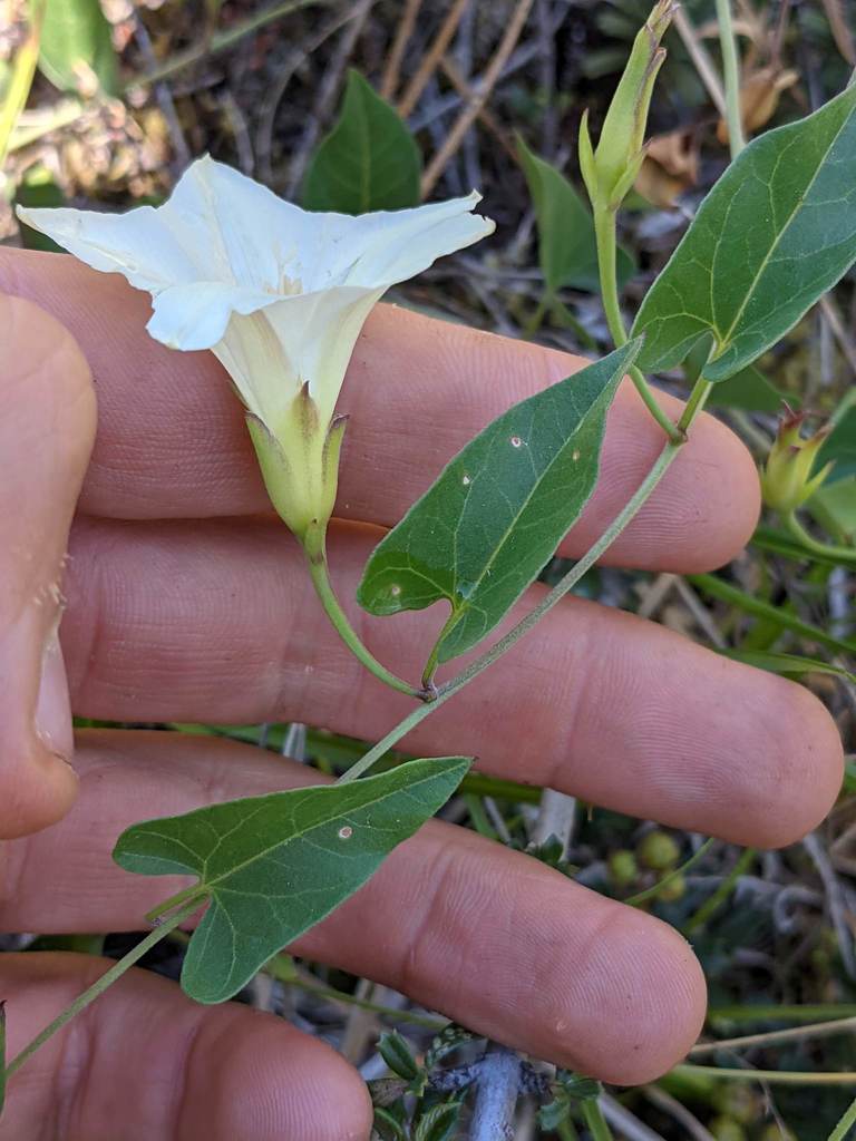 Calystegia occidentalis — parent species of Calystegia occidentalis subsp. fulcrata