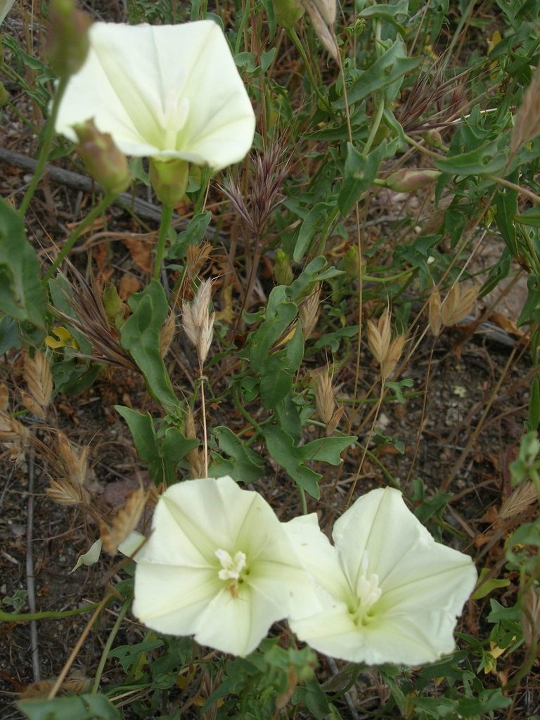 Calystegia peirsonii (Peirson's morning-glory), native California vine