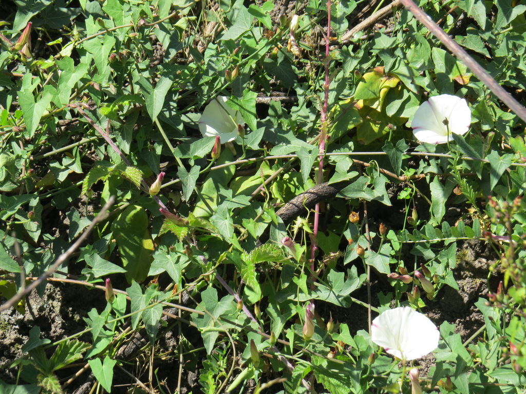 Calystegia purpurata subsp. saxicola (Coastal bluff morning-glory), native California vine