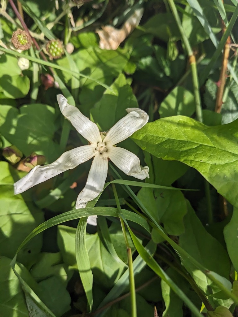 Calystegia sepium (Hedge bindweed), native California vine