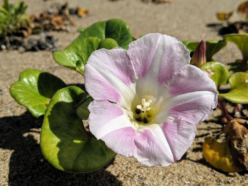 Calystegia sp. (Morning-glory), non-native California perennial