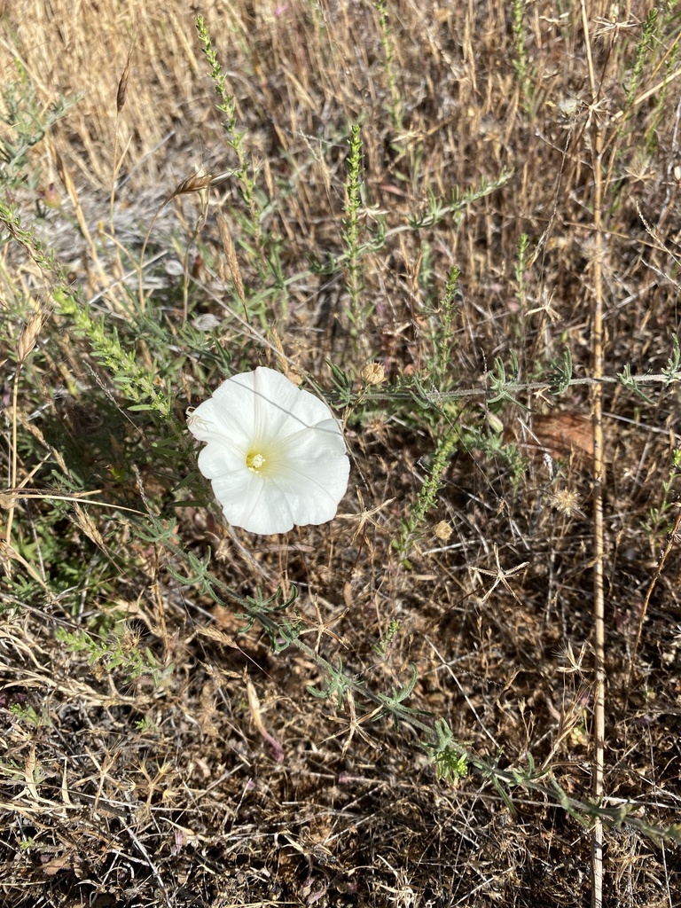 Calystegia stebbinsii (Stebbins' morning-glory), native California vine