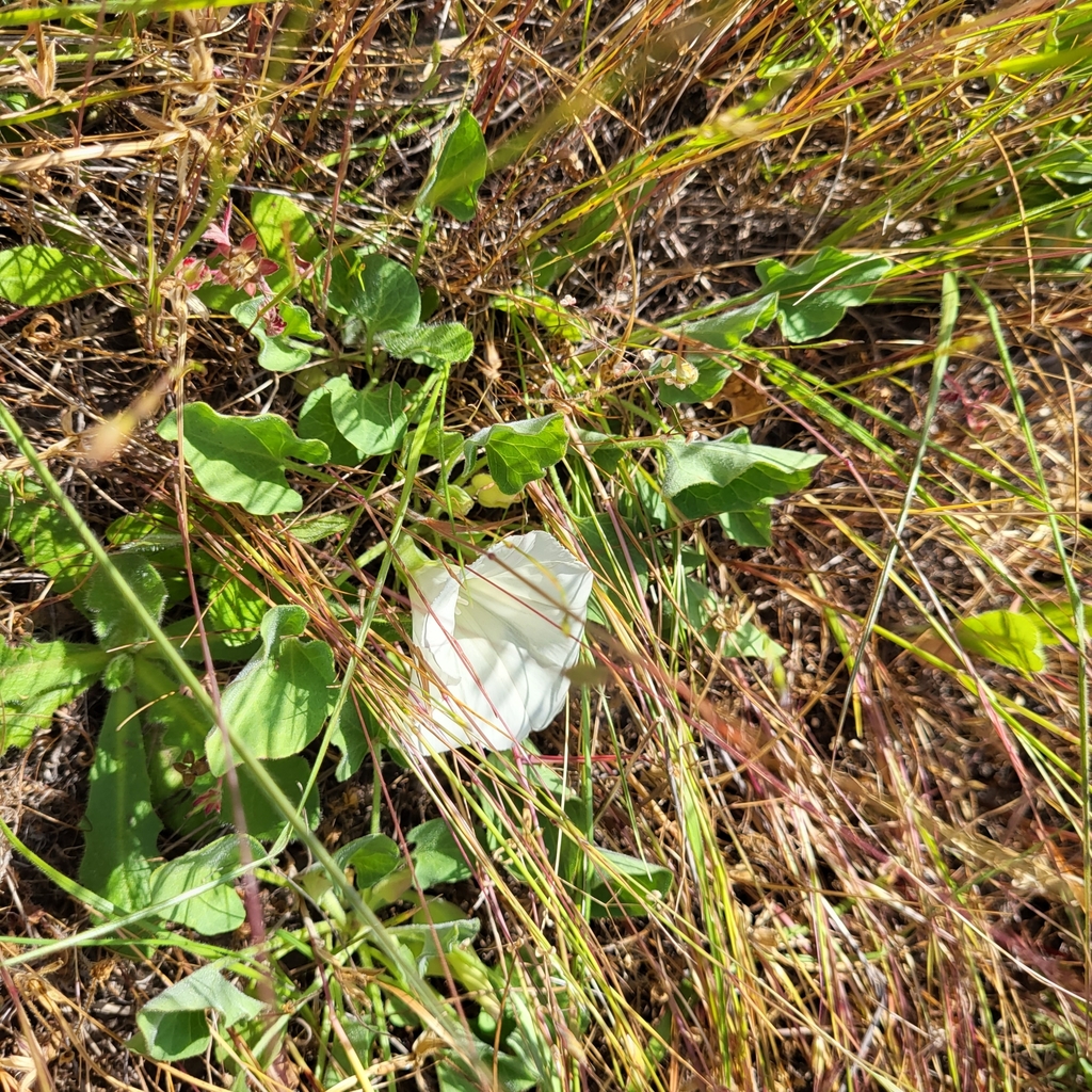 Calystegia subacaulis — parent species of Calystegia subacaulis subsp. subacaulis