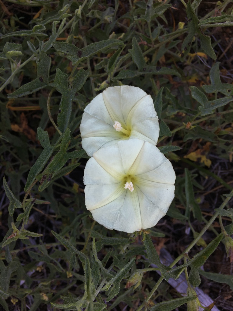 Calystegia vanzuukiae (Van Zuuk's morning-glory), California herb