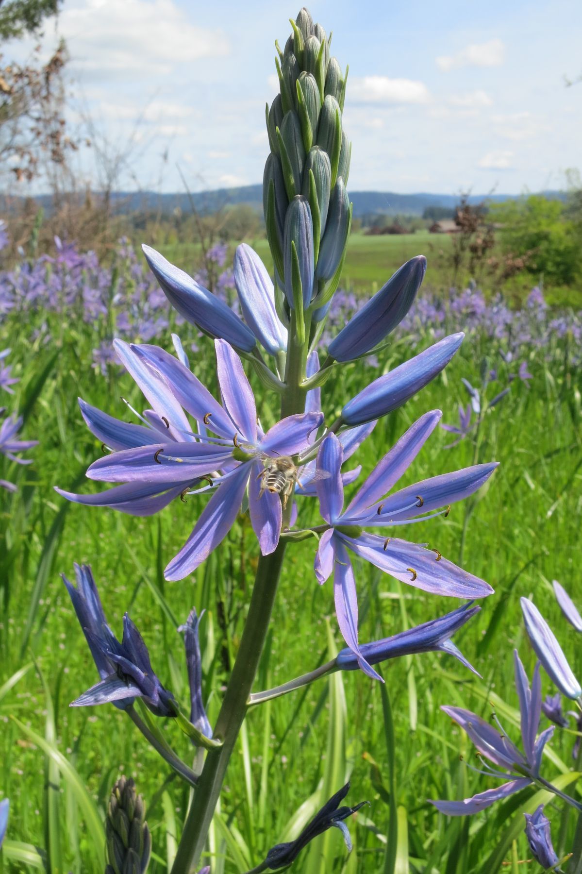 Camassia leichtlinii subsp. suksdorfii, native California herb