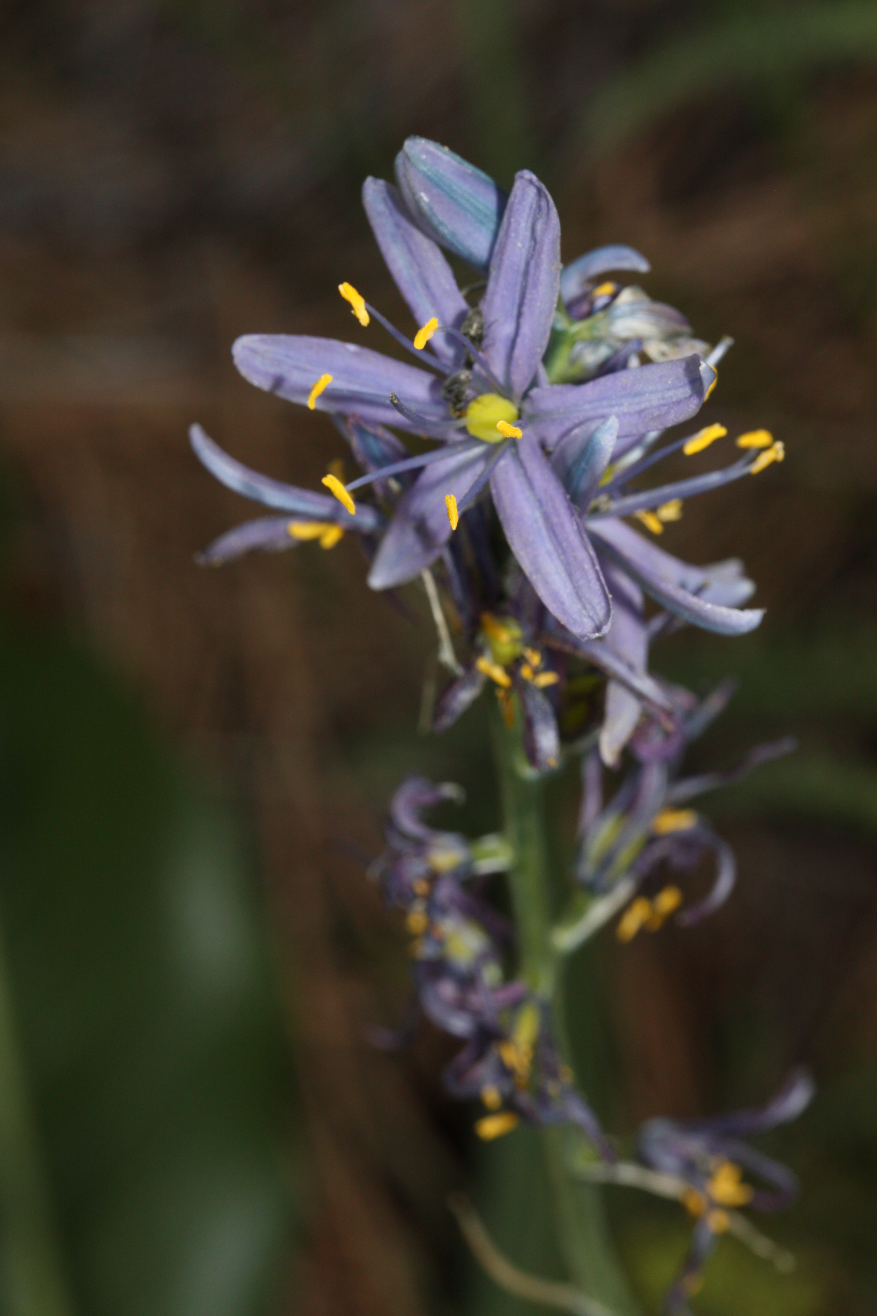Camassia quamash subsp. breviflora, native California herb