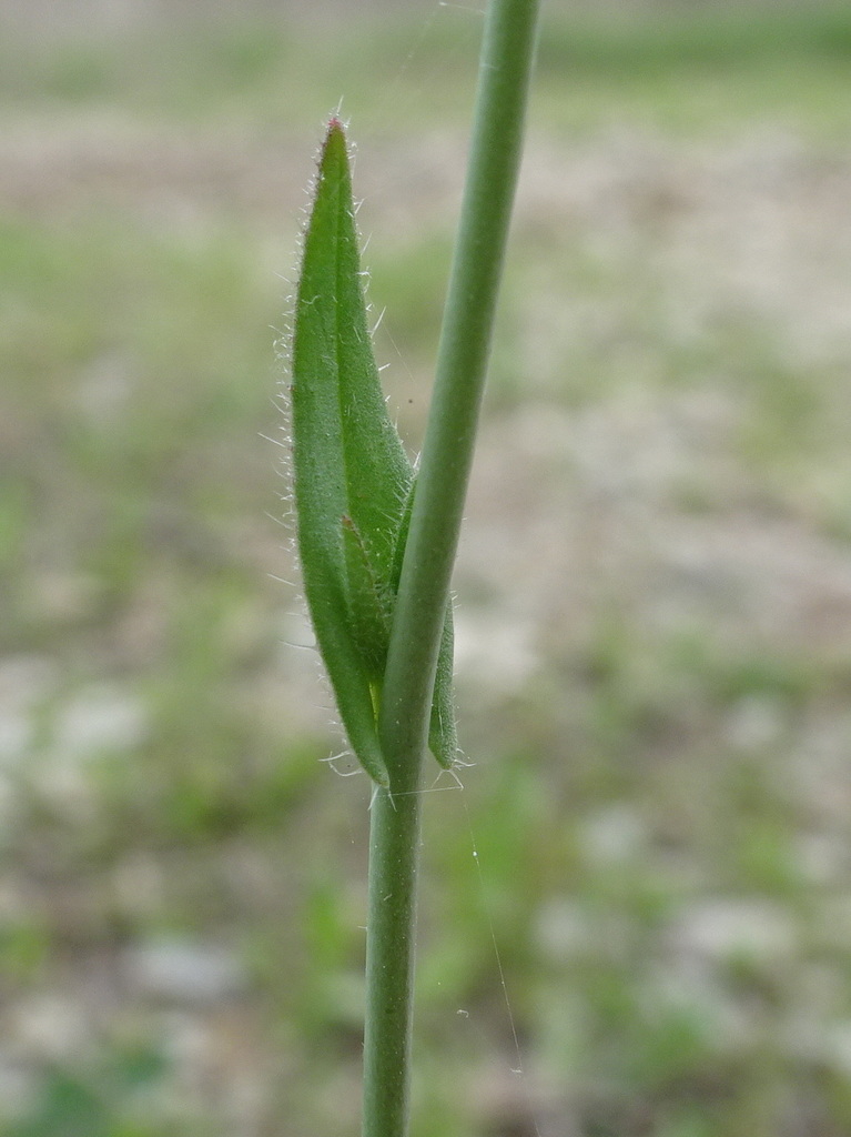 Camelina microcarpa (False flax), non-native California herb