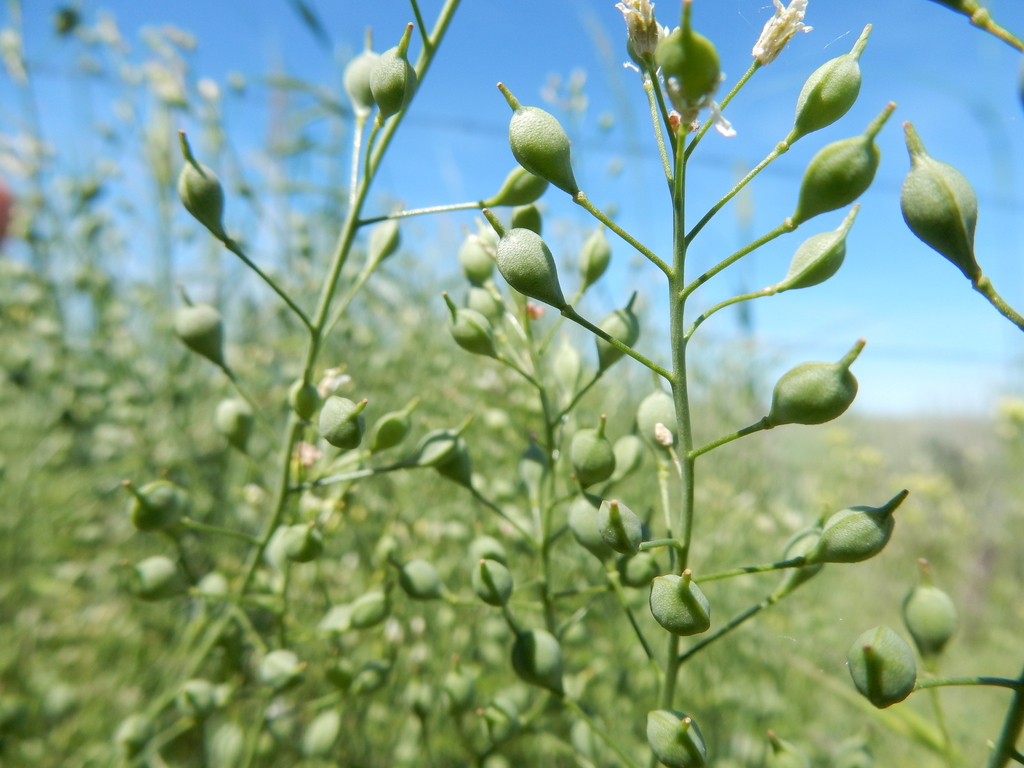 Camelina sp. (False flax), non-native California annual