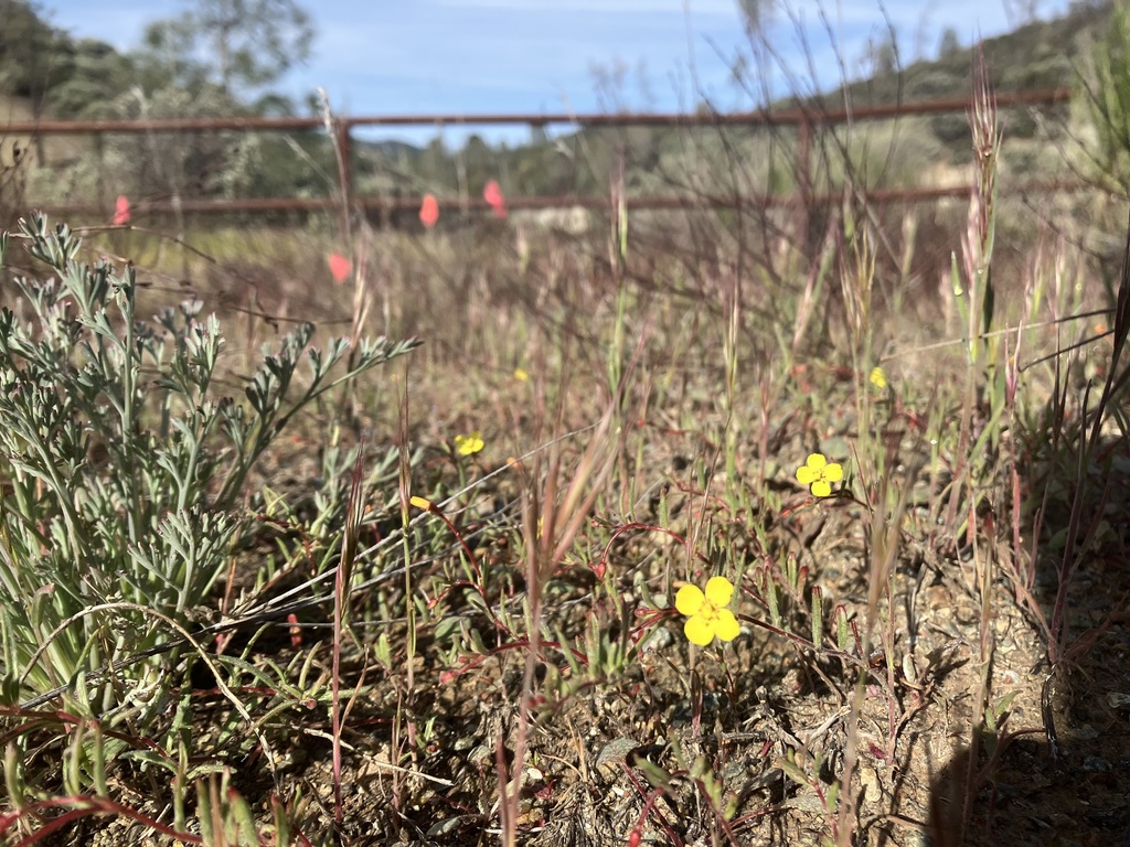 Camissonia benitensis (San benito evening-primrose), native California herb