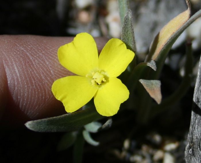 Camissonia campestris — parent species of Camissonia campestris subsp. obispoensis