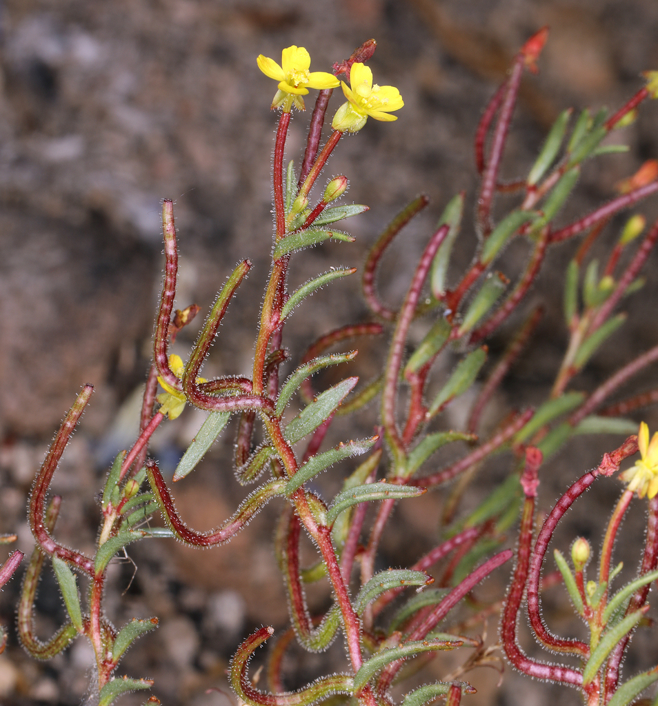Camissonia contorta (Contorted sun cup), native California herb