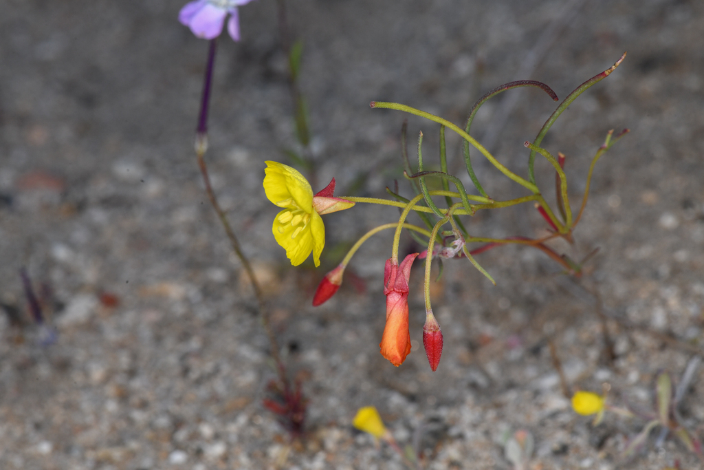 Camissonia integrifolia (Kern river evening-primrose), native California herb