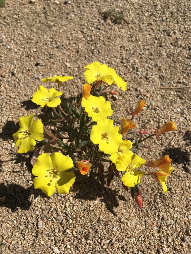 Camissonia kernensis — parent species of Camissonia kernensis subsp. gilmanii