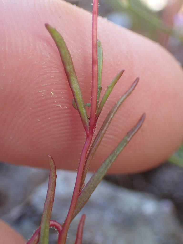 Camissonia lacustris (Grassland suncup), native California herb