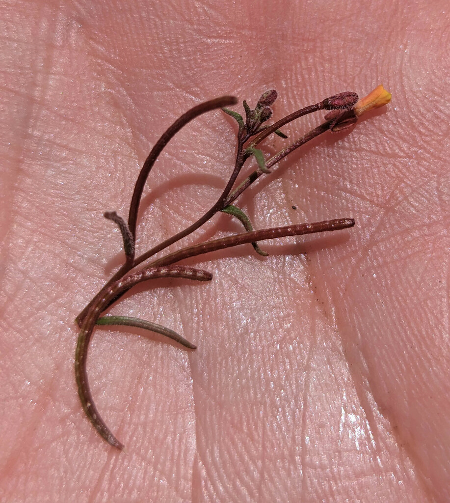 Camissonia parvula (Lewis river suncup), native California herb