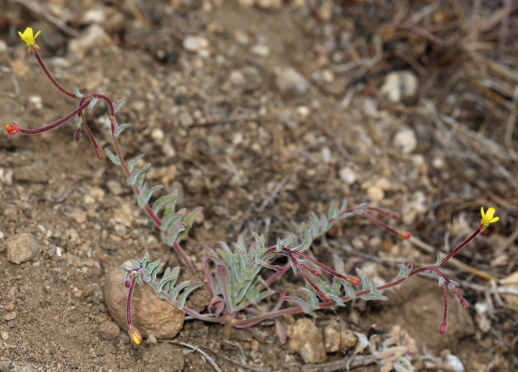 Camissonia pubens (Hairy sun cup), native California herb