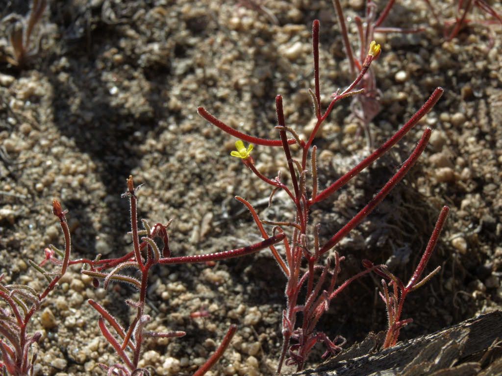 Camissonia pusilla (Little wiry sun cup), native California herb