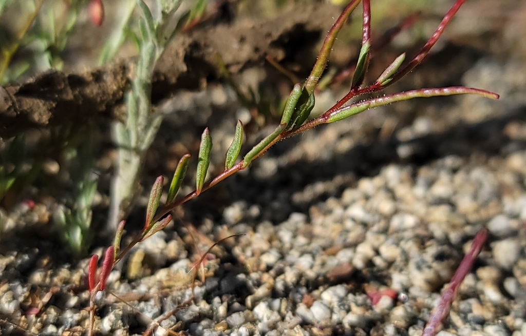 Camissonia sierrae subsp. alticola (Mono hot springs evening-primrose), native California herb