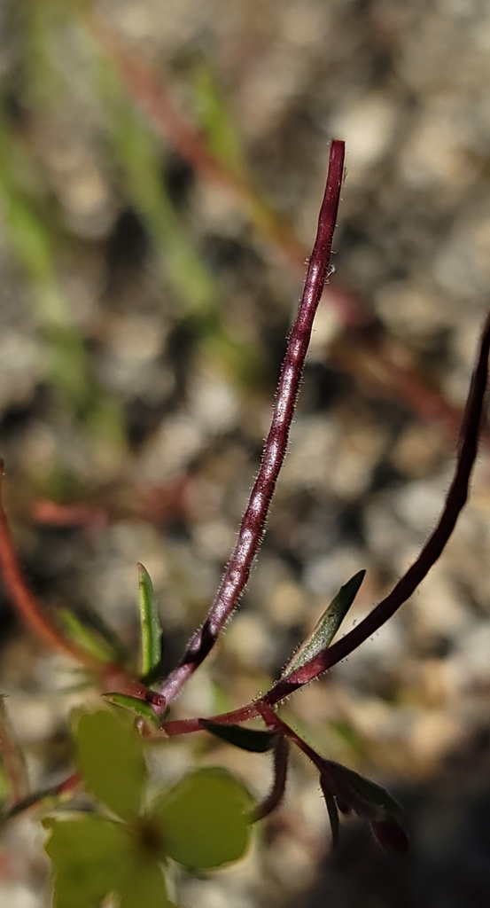Camissonia sierrae (Sierra sun cup), native California herb