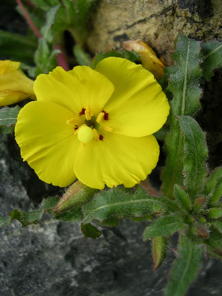 Camissonia sp. (Sun cup), native California annual