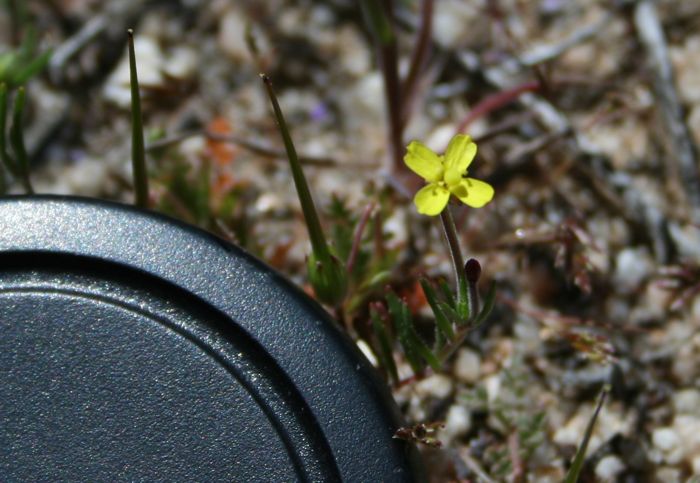 Camissonia strigulosa (Contorted primrose), native California herb