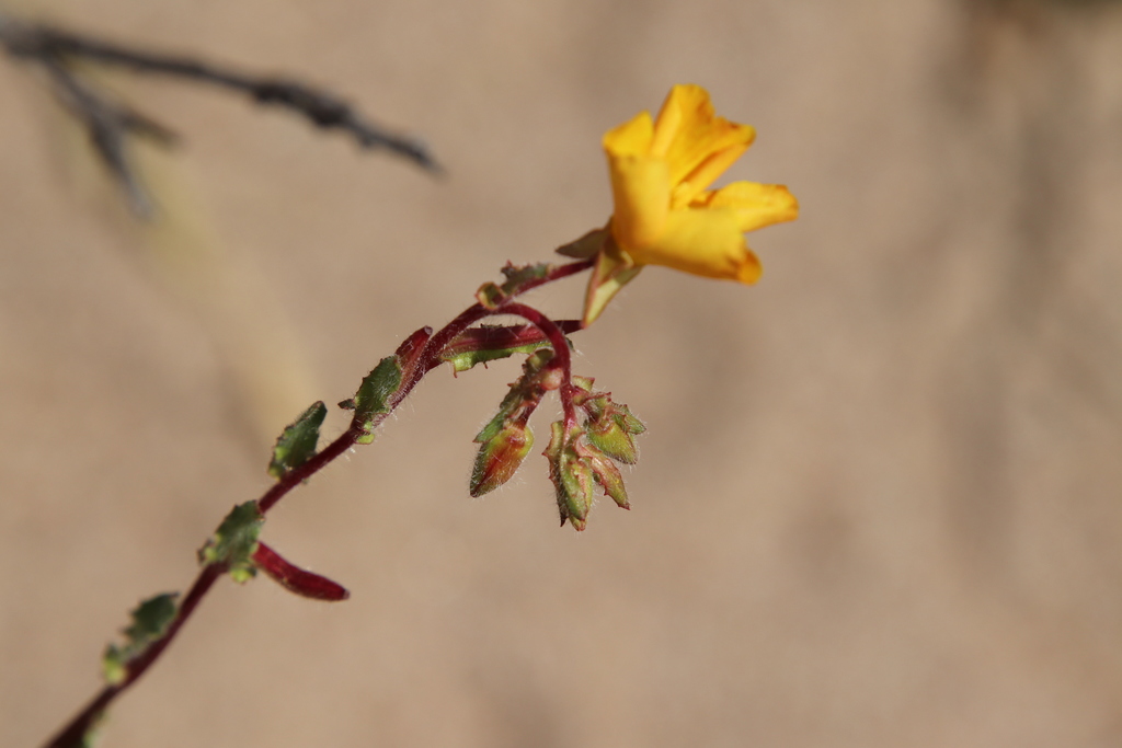 Camissoniopsis bistorta (California sun cup), native California perennial