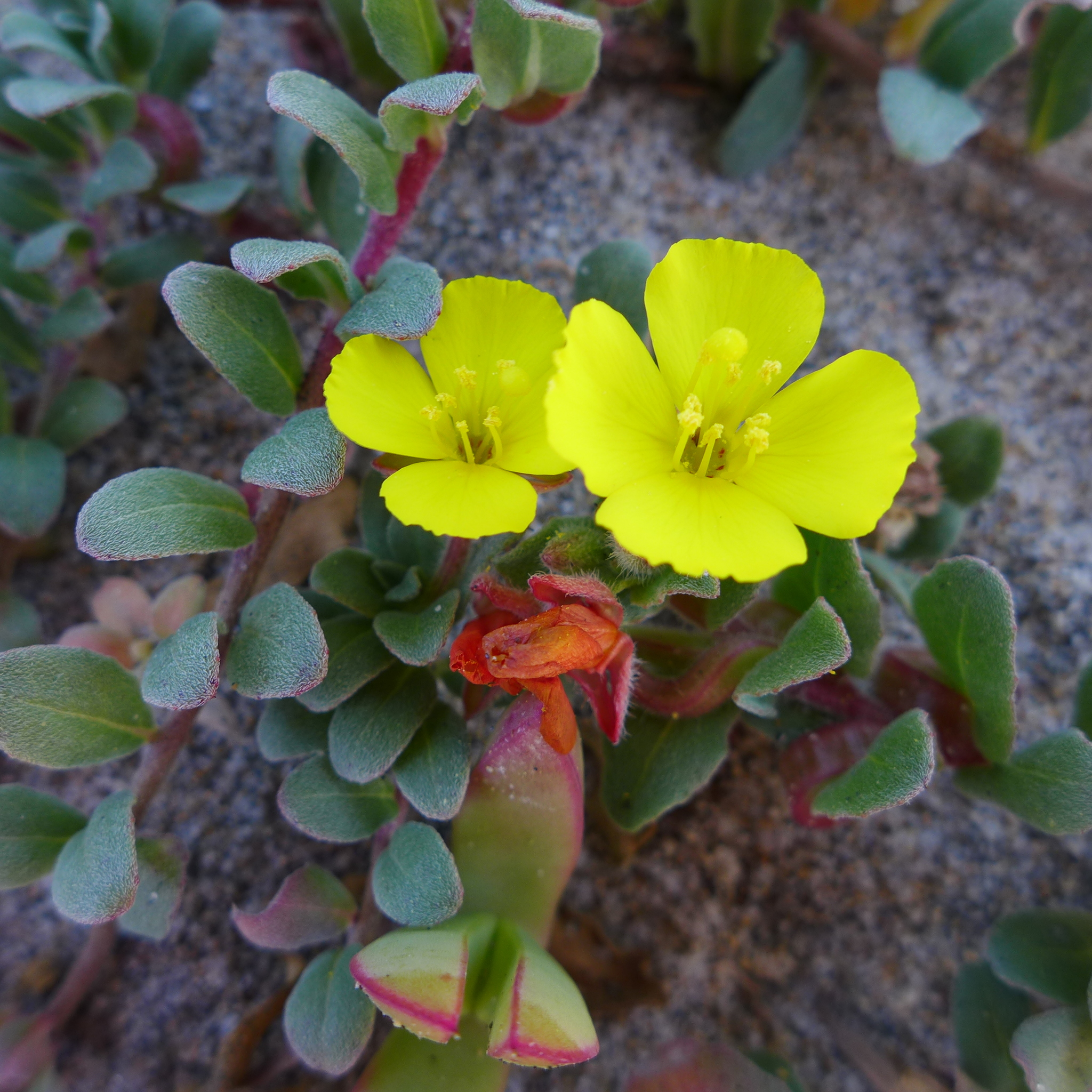 Camissoniopsis cheiranthifolia subsp. cheiranthifolia, native California perennial