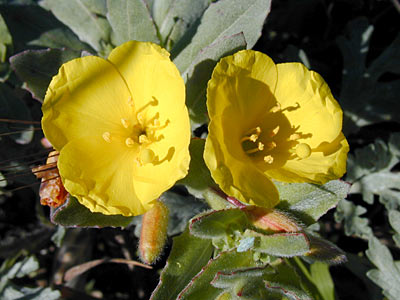 Camissoniopsis cheiranthifolia subsp. suffruticosa, native California herb
