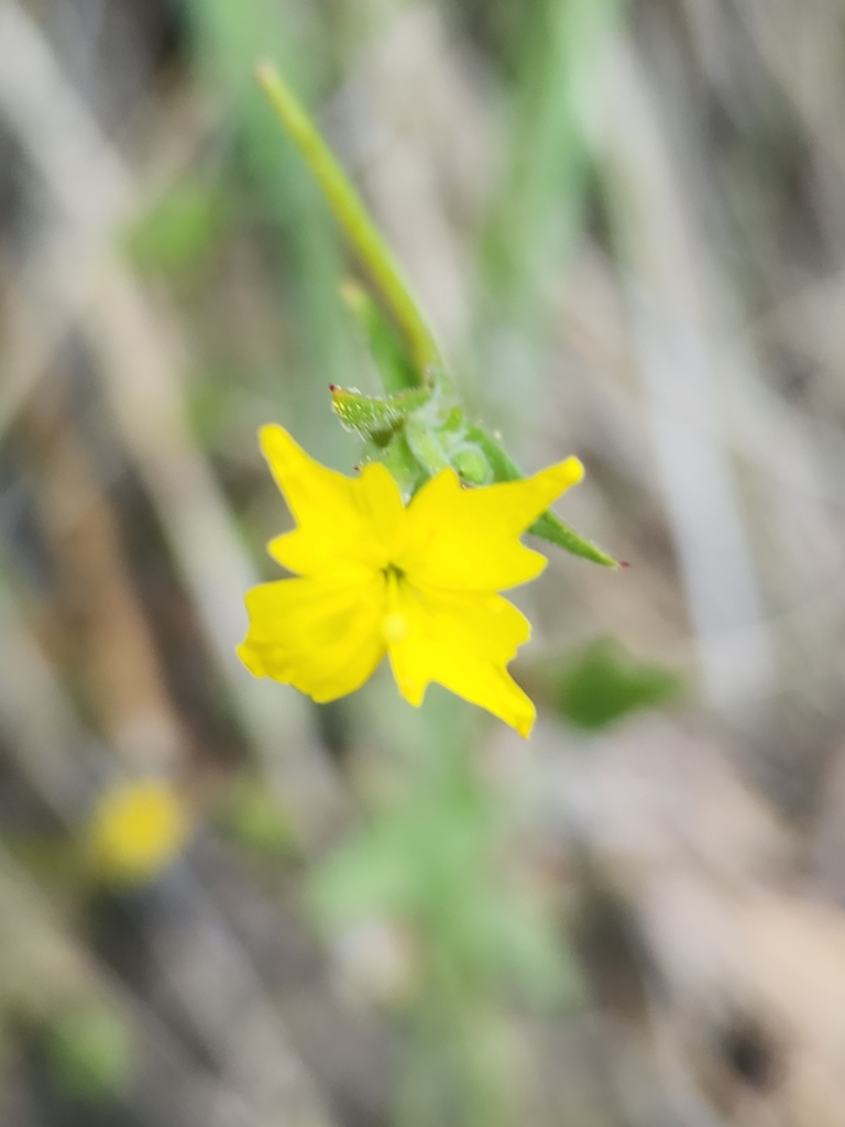 Camissoniopsis confusa (San bernardino sun cup), native California herb