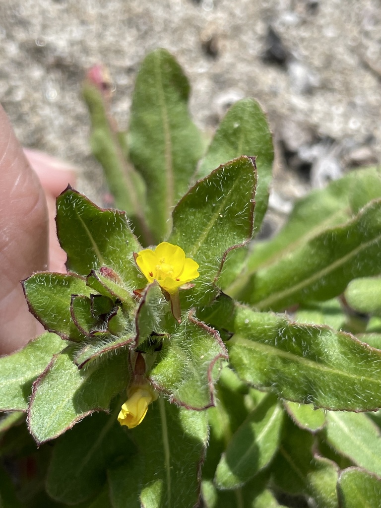 Camissoniopsis guadalupensis subsp. clementina (San clemente island evening-primrose), native California herb