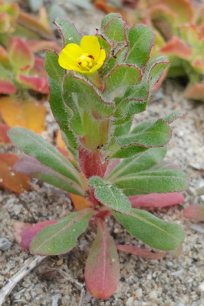Camissoniopsis hardhamiae (Hardham's evening-primrose), native California herb
