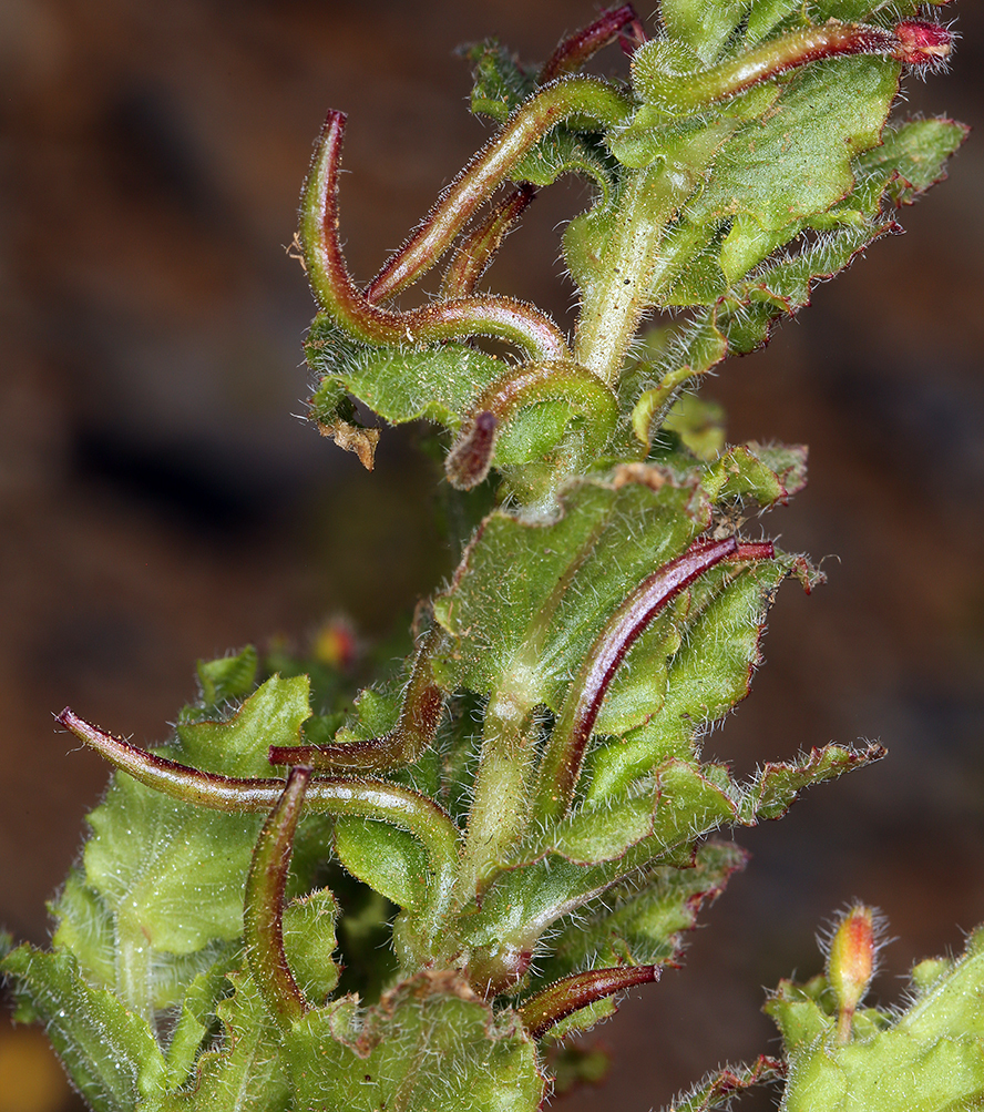Camissoniopsis hirtella (Hairy sun cup), native California herb