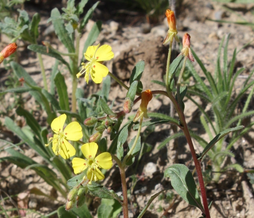 Camissoniopsis ignota (Jurupa hills sun cup), native California herb