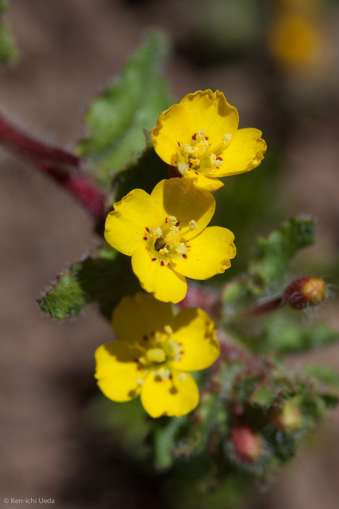 Camissoniopsis intermedia (Intermediate sun cups), native California herb