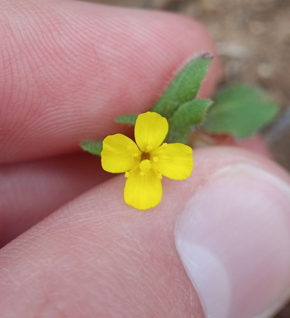 Camissoniopsis lewisii (Lewis' evening-primrose), native California herb