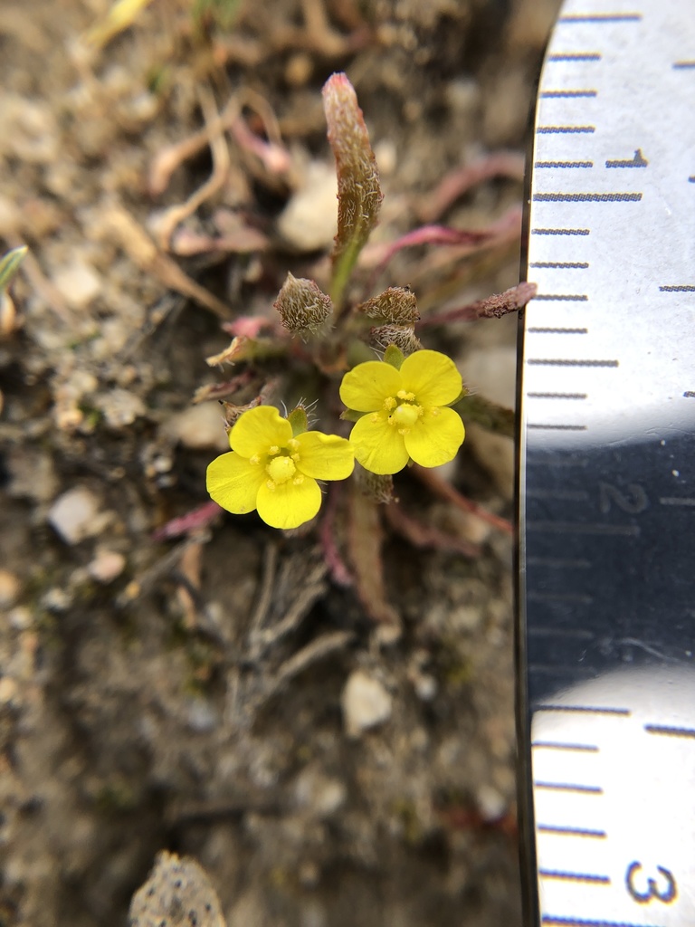 Camissoniopsis micrantha (Spencer primrose), native California herb
