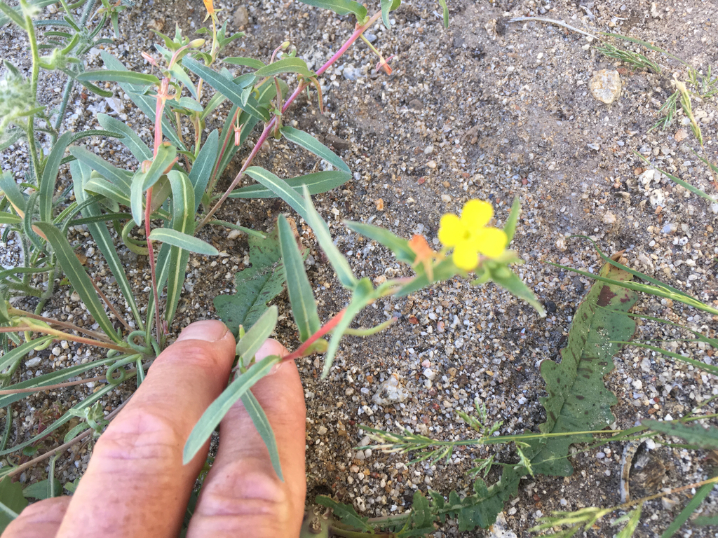 Camissoniopsis pallida — parent species of Camissoniopsis pallida subsp. pallida