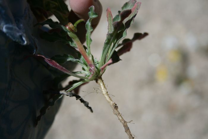 Camissoniopsis robusta (Robust subcup), native California herb