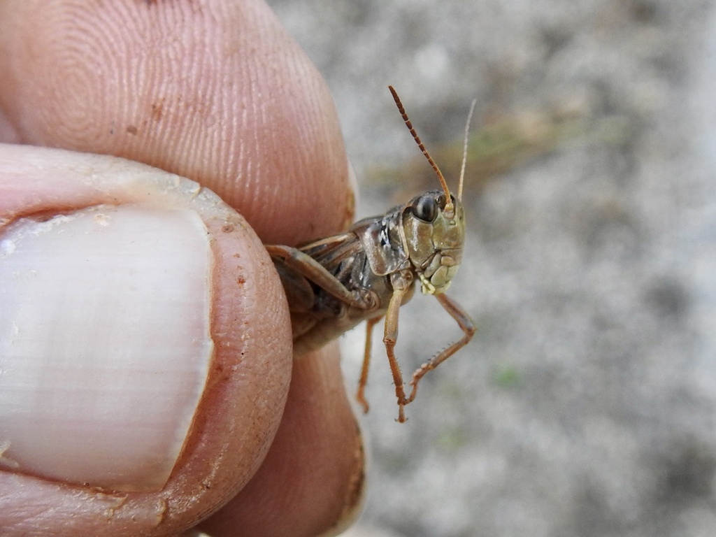Camnula pellucida (Clear-winged Grasshopper), California species