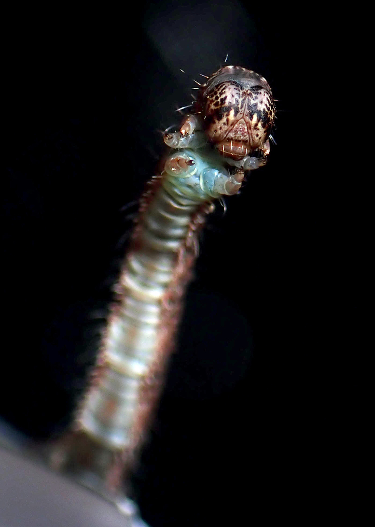Campaea perlata (Pale Beauty), California species